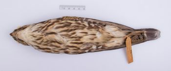 Media type: image;   Ornithology 181085